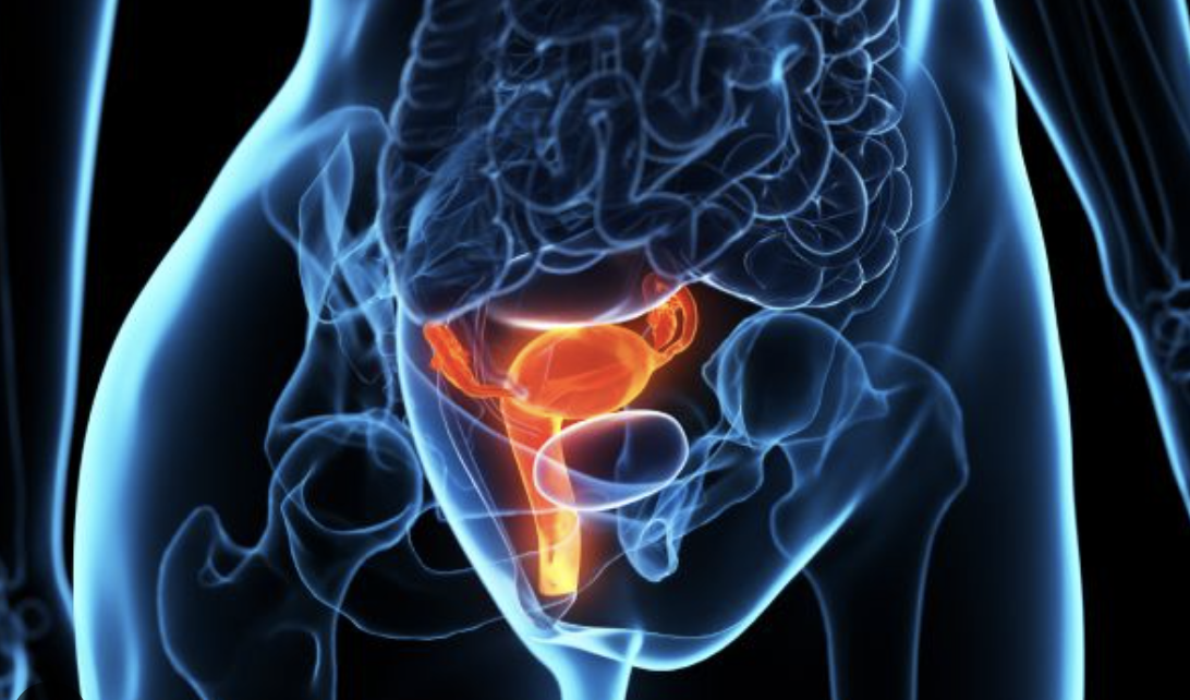 Private Ultrasound Scan of the Male Pelvis - Bladder, Kidney, and Prostate